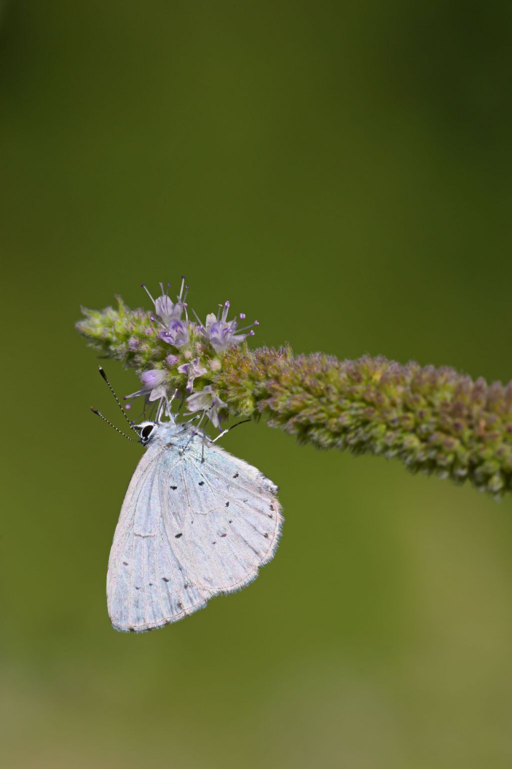 Celastrina argiolus ?   S